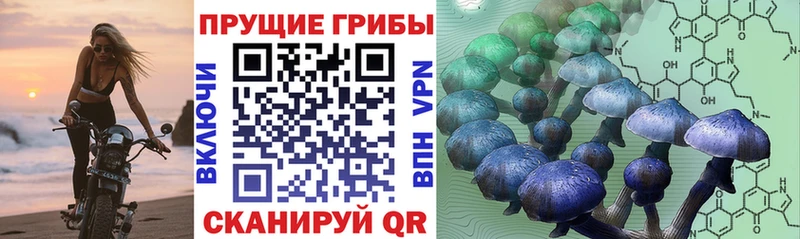 купить   Белореченск  Псилоцибиновые грибы мухоморы 